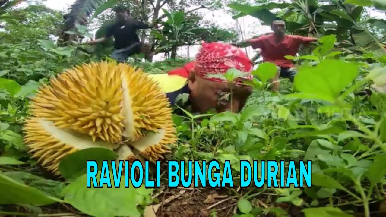 RAVIOLI BUNGA DURIAN | JEJAK SI GUNDUL (07/03/23) - YouTube