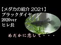 メダカ ブラックダイヤ ヒレ長 220143-メダカ ブラックダイヤ ヒレ長
