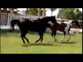 Horsing Around!