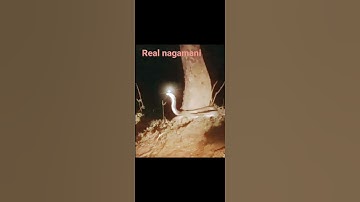 real nagamani #trending #viral #subscribe #