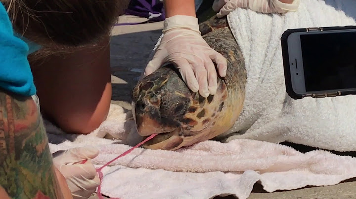 Seaturtle gets rescued after swallowing fishing net in Greece