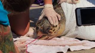 Seaturtle gets rescued after swallowing fishing net in Greece