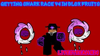 Getting Shark Race V4 in Blox Fruits [Livestream 14]