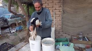 Como curtir cuero con piel