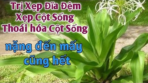 Bài thuốc trị Xẹp đĩa đệm, xẹp cột sống, thoái hóa cột sống, gai cột sống, tv đđ. PHAN HẢI channel.