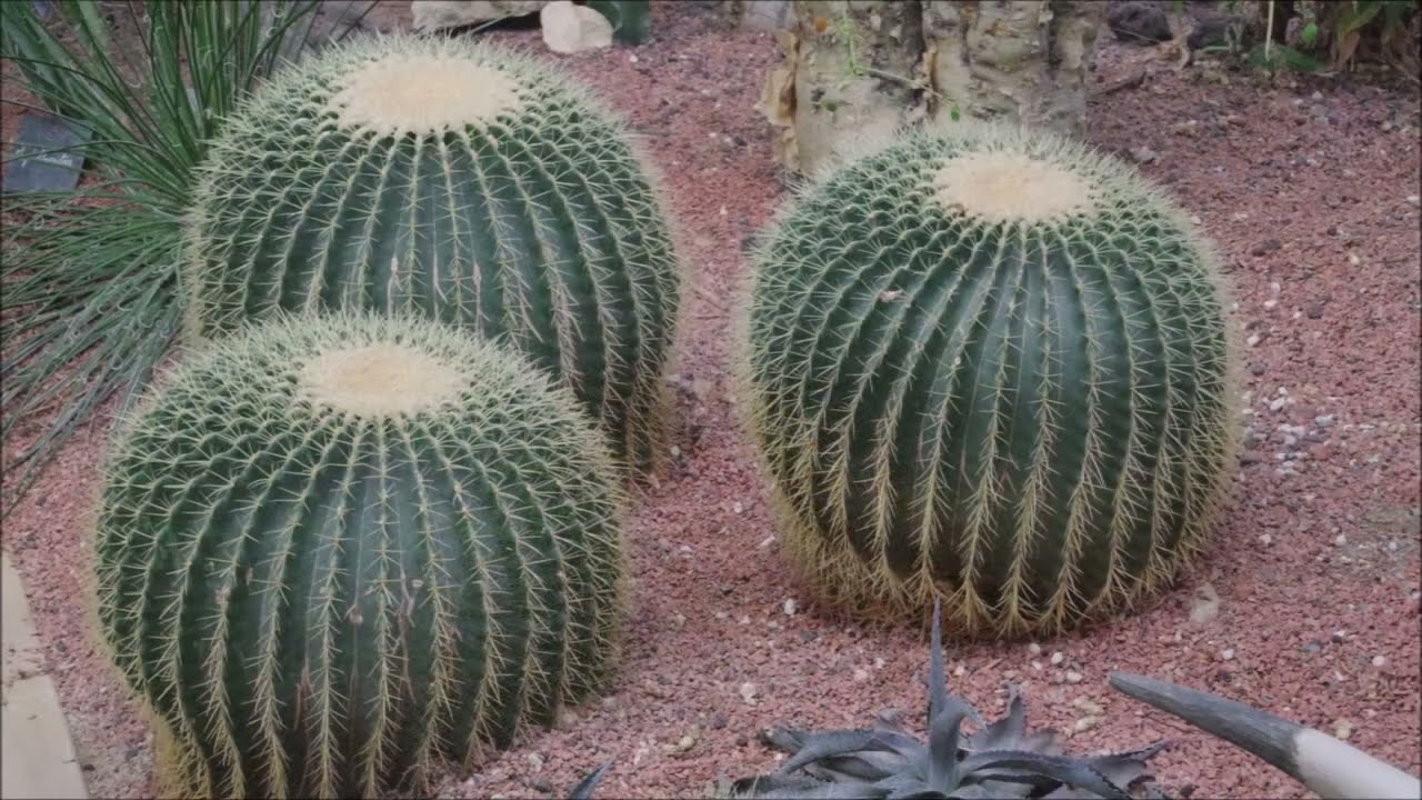 PM 238 Terra Botanica Fête de L'automne Octobre 2025