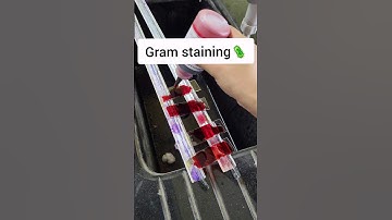 Gram Staining procedure #microbiology #bacteria #medtechstudent #laboratory #mls #cls #microscope
