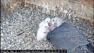 Cal Falcons  UC Berkeley- Sokoły - Archie &amp; Annie - Karmienie czworaczków🐥🌹🍀🐥🌹🍀  🐥🌹🍀🐥🌹🍀03/05/2024