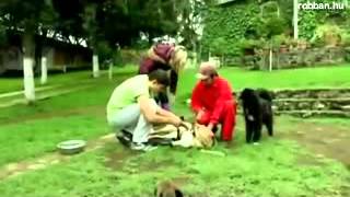 Műlábak Kutyáknak