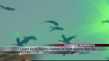 Lasers assist Minnesota poultry farmers in fight against bird flu