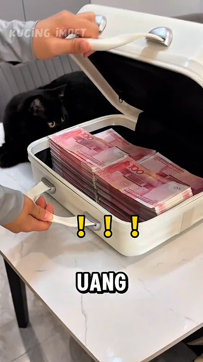 Blacky beraksi lagi, majikan auto kaya 💰 #kucinglucu