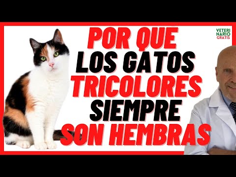 Video: ¿Por qué los gatos Calico son siempre hembras?