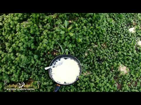 حليب اللباء وفوائده للكبير والصغير