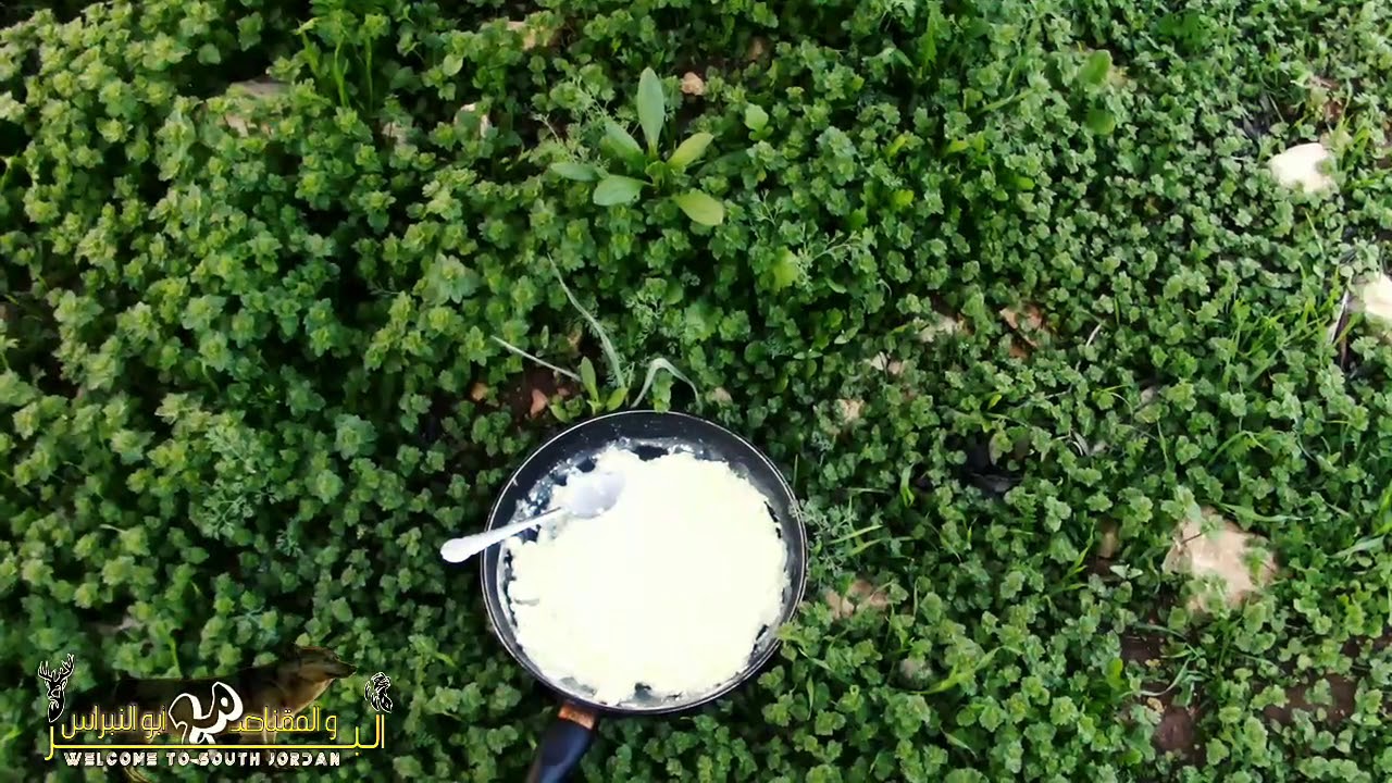 حليب اللباء وفوائده للكبير والصغير - YouTube