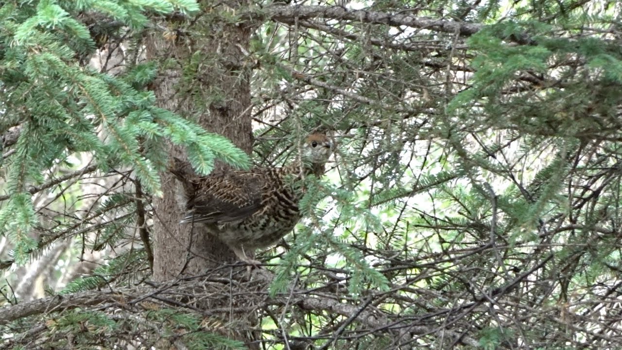 GROUSE HUNTING WITH SLINGSHOT YouTube