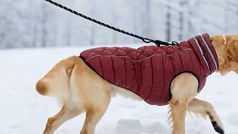 Reflective Waterproof Dog Jacket for Large Breeds – Warm, Safe, Winter Coat