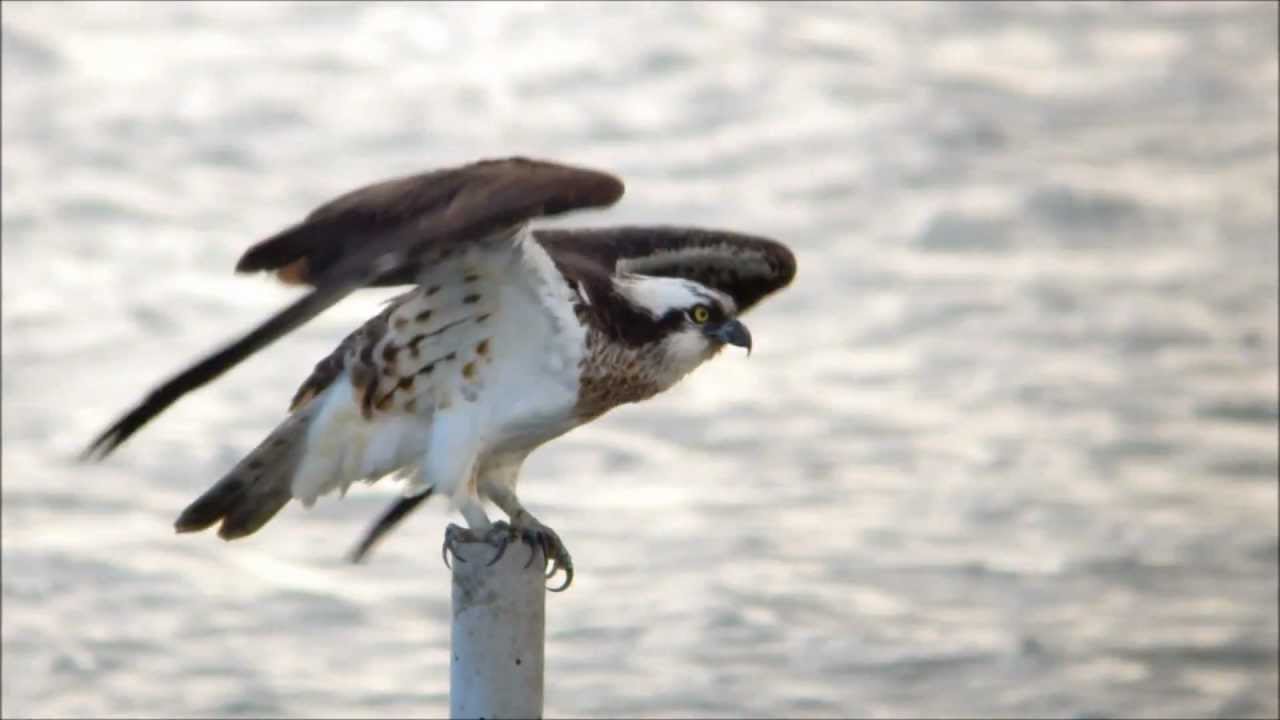 ミサゴが立杭から飛び立つところ Osprey Took Off From Pail Youtube