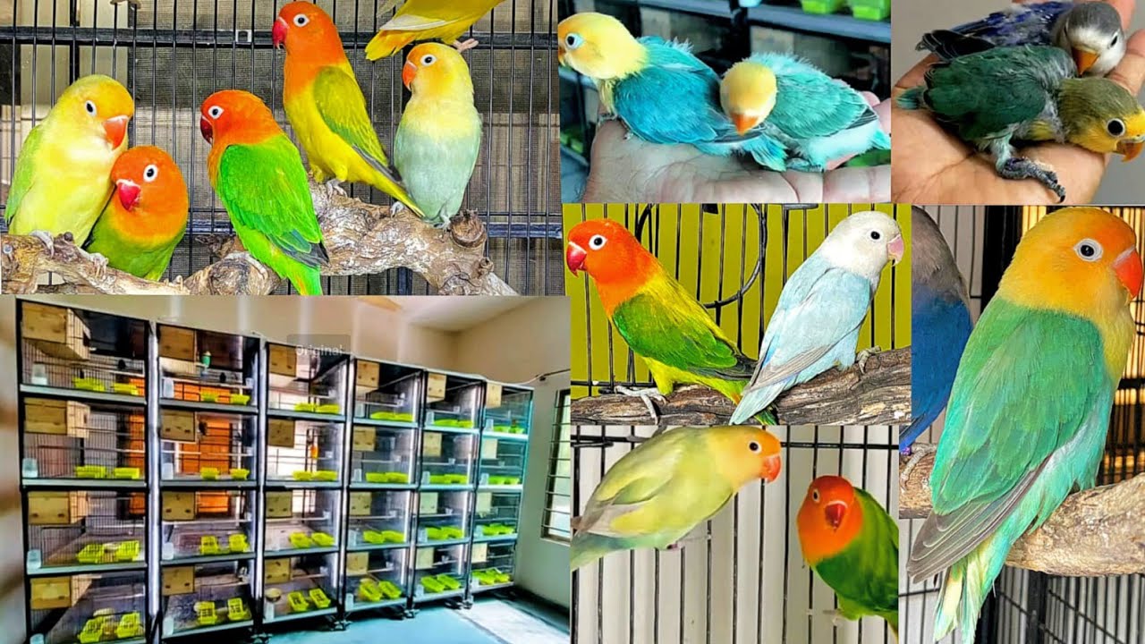 Super Quality Love Birds Breeding Setup |Lovebirds Aviary|Lovebirds ...
