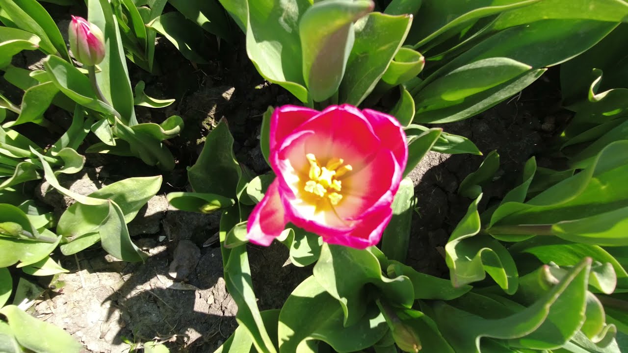 Tulpen uit Amsterdam