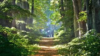 Beautiful Calm Piano Music 🎹 | Perfect for Study and Meditation