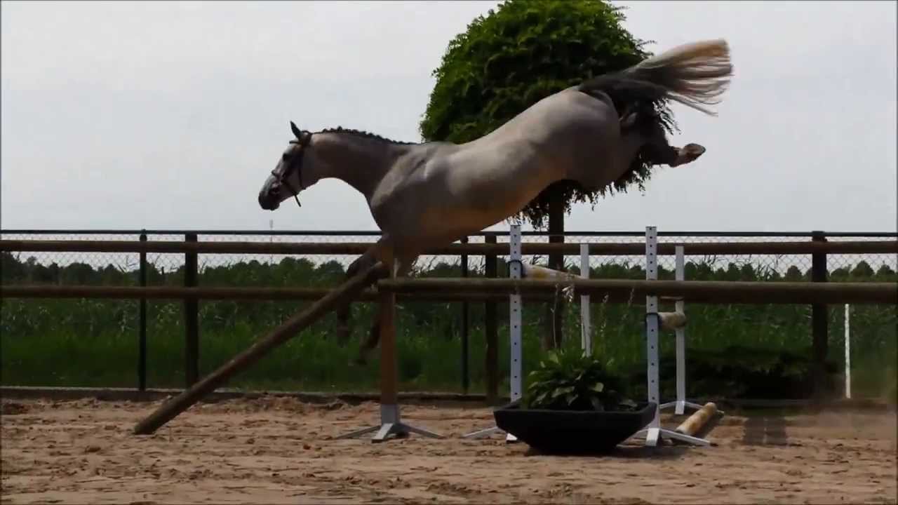Vanity Z Show Jumper for Sale at Brightwells Elite August 2013 Sale
