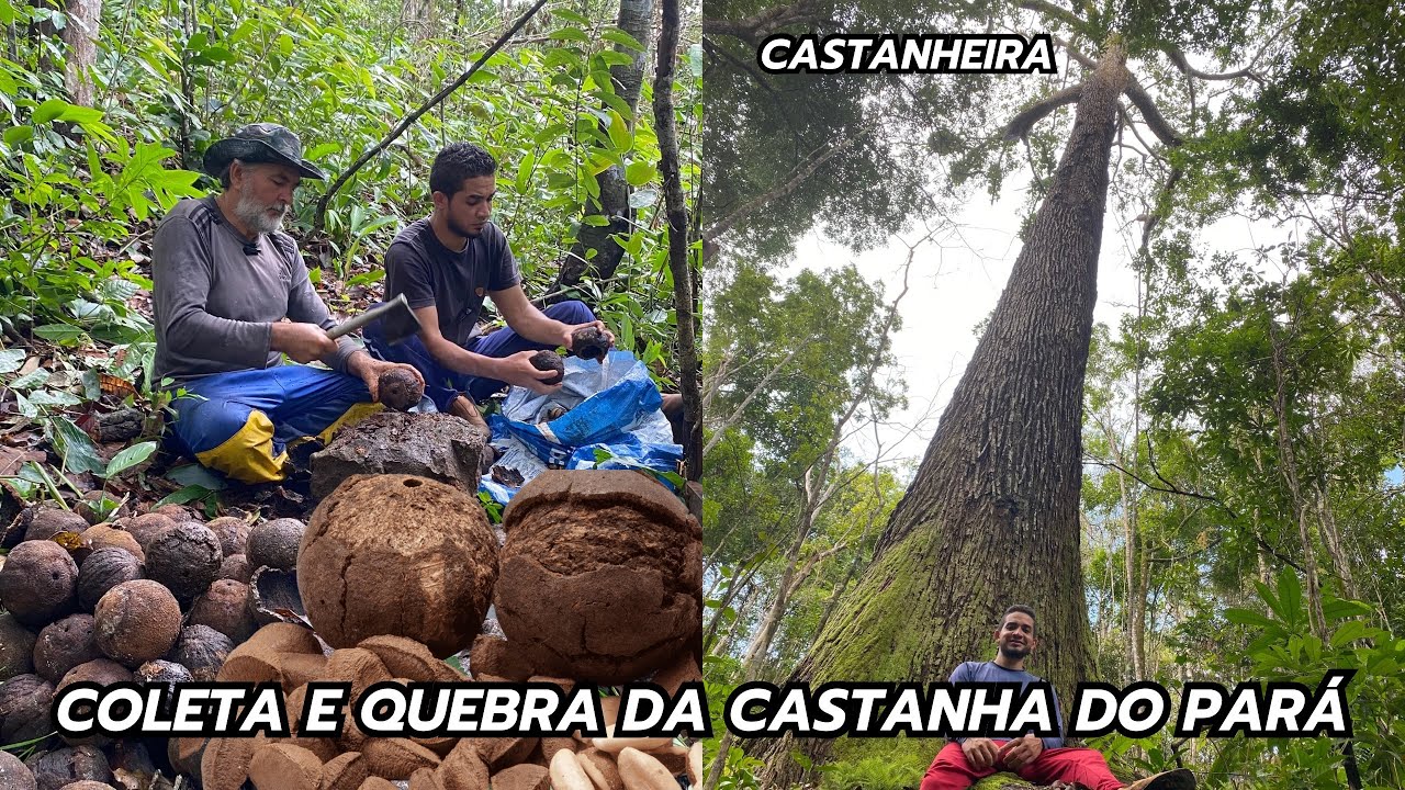 NA COLETA DA CASTANHA DO PARÁ/AMAZÔNIA!. #frutas