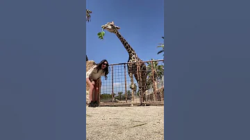 ОГО вот это сходили в зоопарк | And I thought giraffes were friendly #animals