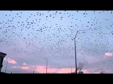 Karsta -12 derece kargaların uçuşu