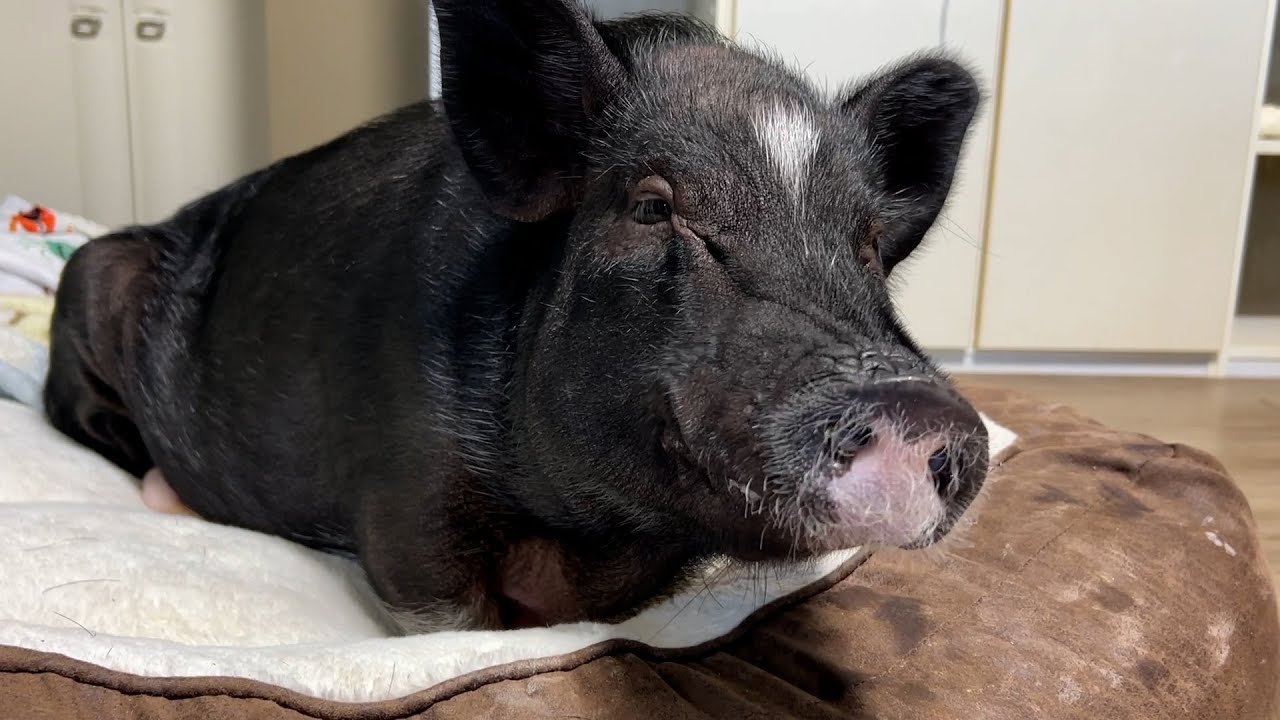 【ママが入院】パパだけでブタをお世話することになりました