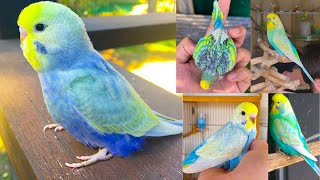 Budgies Healthy Mix Seeds Breeding Booster Diet Treat | Animal and bird aviaries