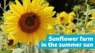 Sunflowers at The Pop-Up Farm