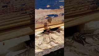 polen-ventilatie c