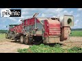 Tomato Harvest 2021 | Pik Rite