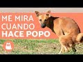 ¿Por qué me mira cuando hace CACA? 🐕💩