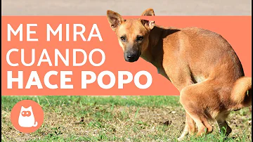 ¿Los perros miran al norte cuando hacen caca?