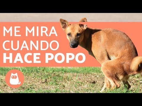 Video: ¿Por qué mi perro es tan delicado sobre dónde caca?