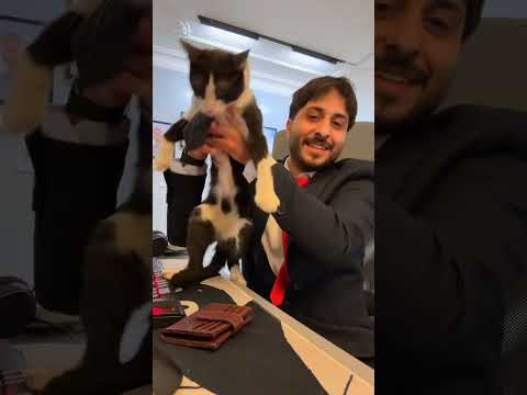  اكسبلور   قطتي قطط 