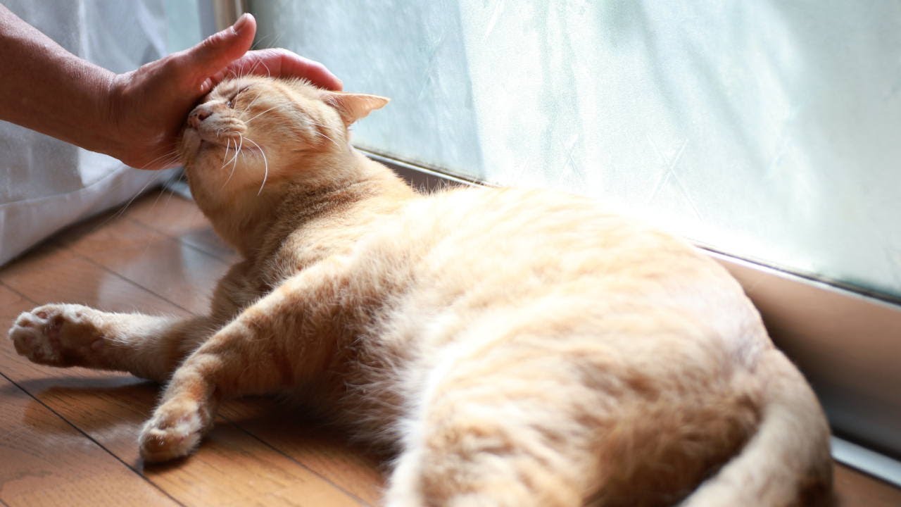 チャトラをなでなで　260117