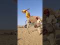 مثال في الشجاعة — فتاة تقفز من الجمل وتُدهش الجميع 🐪🔥
