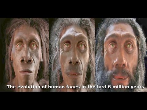 The evolution of human faces in the last 6 million years