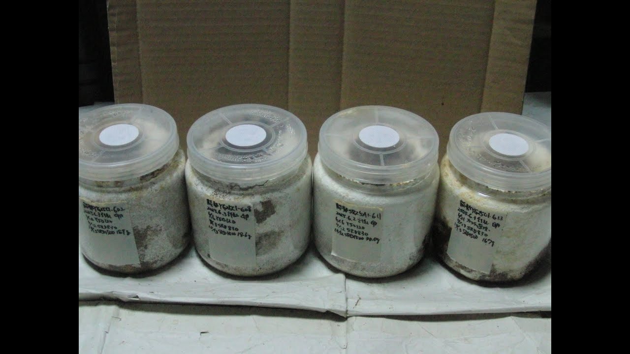 CIMG4774 No.471続き 能勢YG血統オオクワガタCライン幼虫の菌糸瓶交換２本目→３本目　（Dorcus hopei binodulosus）