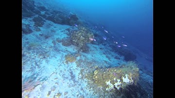 Calheta do Nesquim at Pico Island Slope - Azores - Transect 250