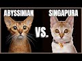 Abyssinian Cat VS. Singapura Cat の動画、YouTube動画。