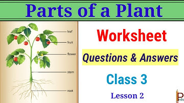 Parts of a Plant Questions and Answers Class 3 | Parts of a plant Exercise Part CBSE