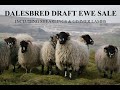 89th Annual Dalesbred Draft Ewe Sale 2020