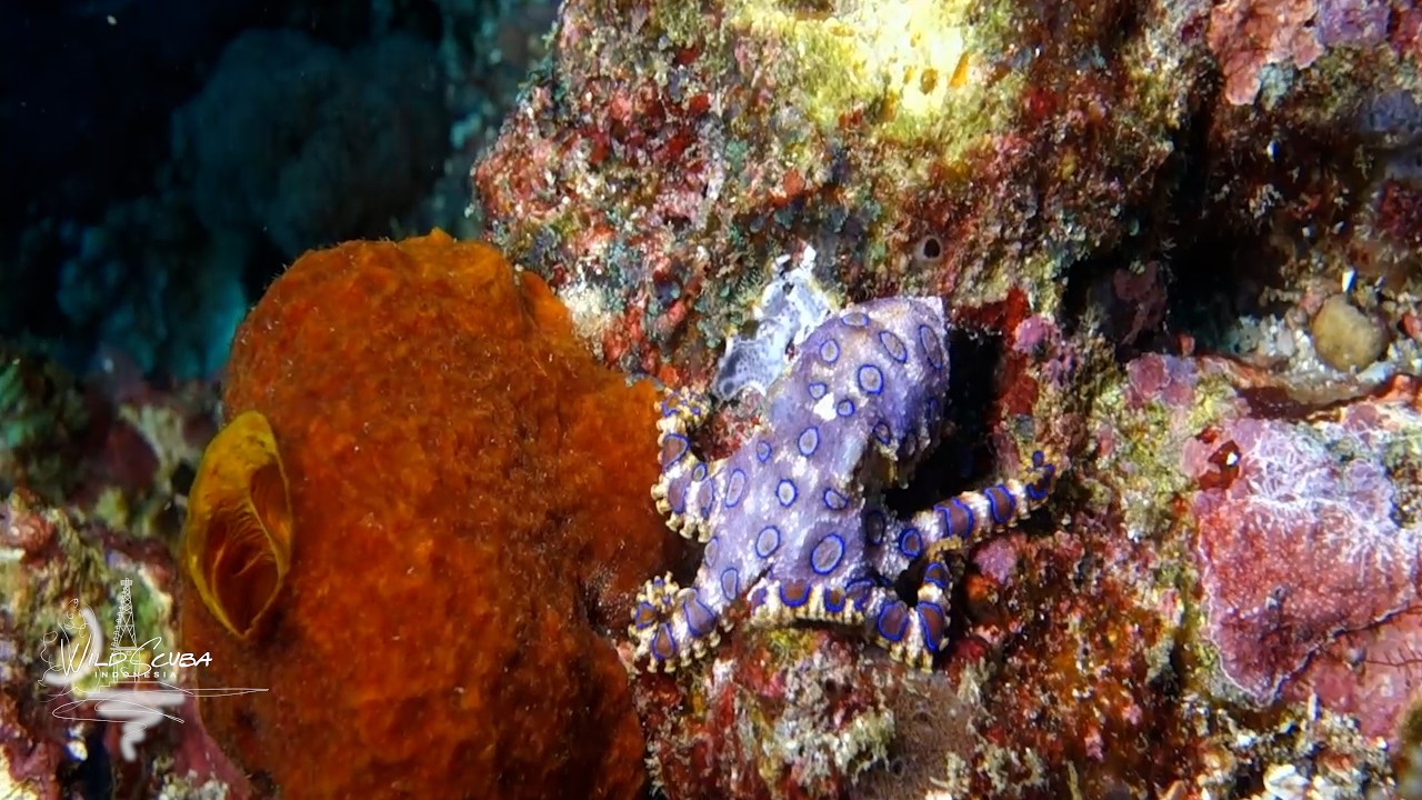 Back with our Blue-Ring!