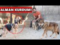 ALMAN KURDUM ve KURT KÖPEKLERİ! Wolfdog