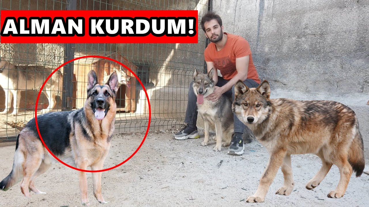 Alman Kurdum Ve Kurt Kopekleri Wolfdog Youtube