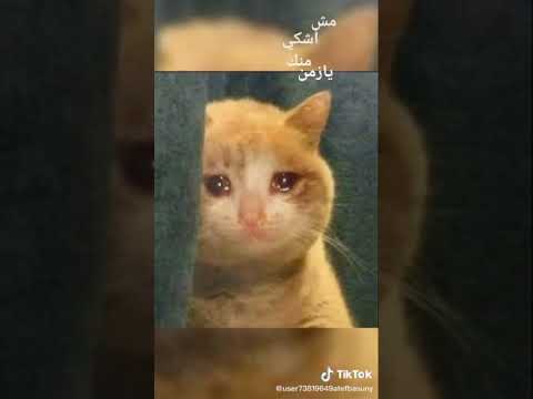 اغنيه مش هشكي منك يازمن