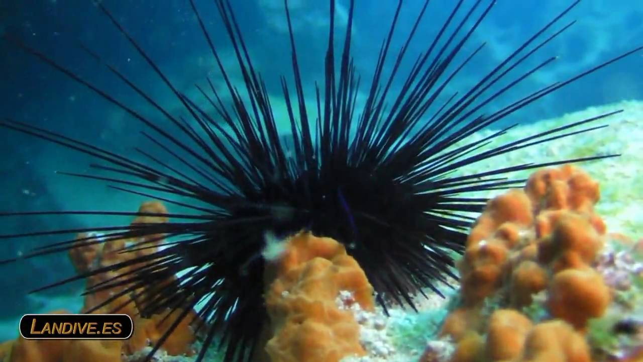 LANDIVE.ES - Archipielago chinijo - VideoSub - Canarias